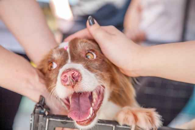 People petting a dog