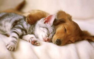 a cat and a dog sleeping