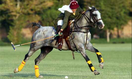 polo sport