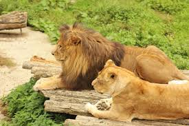 A pair of lions sitting 