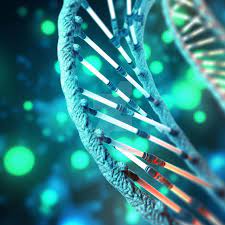 Double helix of nucleic acid molecules forming DNA, present in all living organisms.
