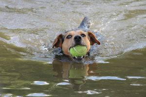 A dog joyfully swims in water, holding a tennis ball in its mouth.