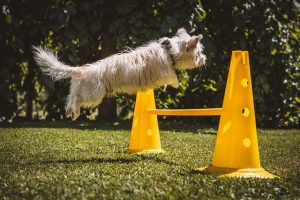A small dog leaping over a yellow obstacle, showcasing its agility and determination of dog in training