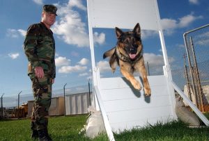 A soldier and a dog clearing a barrier together.