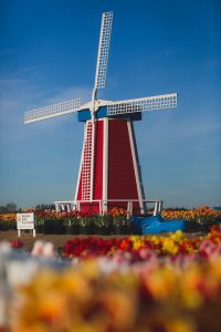 A windmill stands tall in front of a colorful field of flowers.