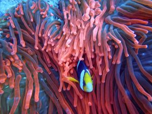 Clown fish swimming among vibrant anemones in a colorful underwater scene.